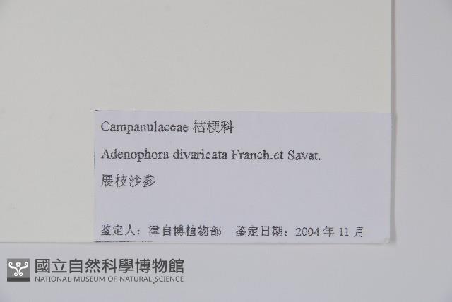 展枝沙參藏品圖，第2張