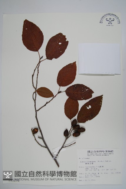 臺灣赤楊、臺灣榿木藏品圖，第1張