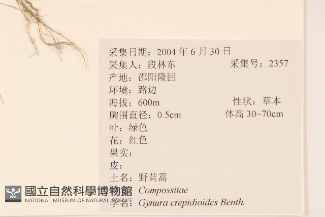 野茼蒿藏品圖，第2張