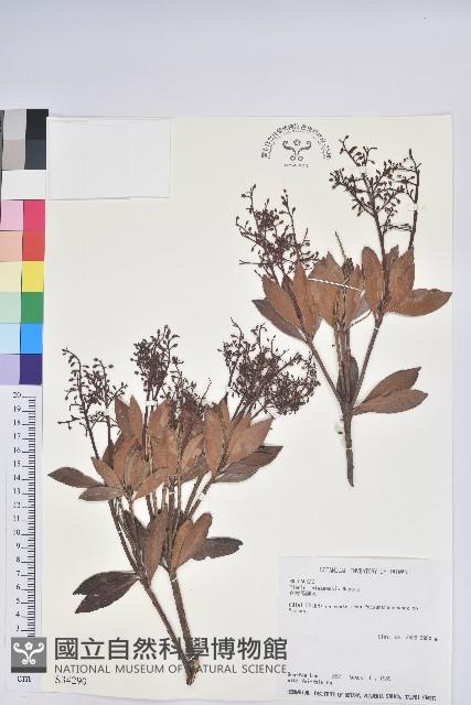 臺灣馬醉木藏品圖，第1張