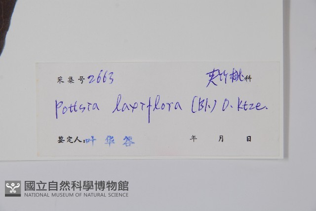 帘子藤藏品圖，第2張