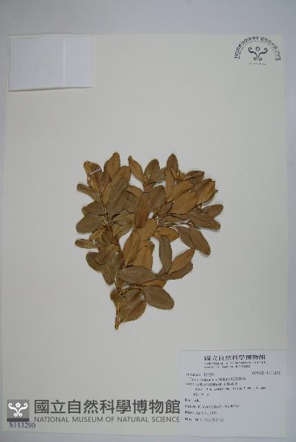 琉球黃楊藏品圖，第1張