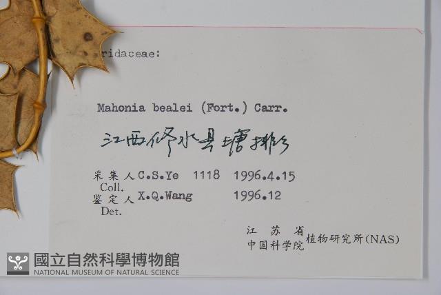 闊葉十大功勞藏品圖，第2張