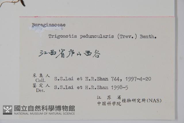 附地菜藏品圖，第2張