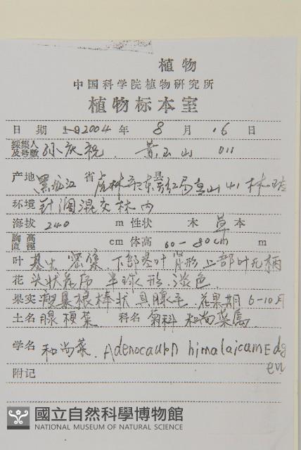 腺梗菜藏品圖，第2張