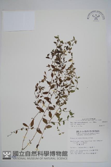 細纍子草藏品圖，第1張