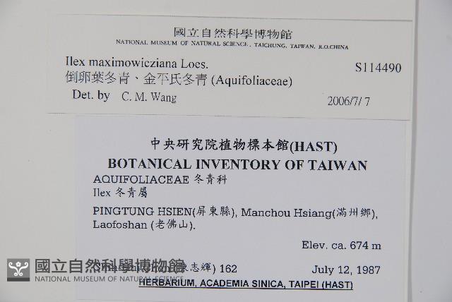 倒卵葉冬青、金平氏冬青藏品圖，第2張