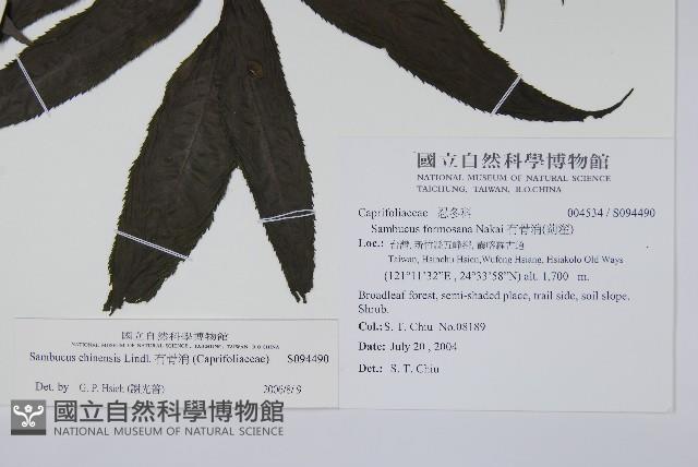冇骨消藏品圖，第2張