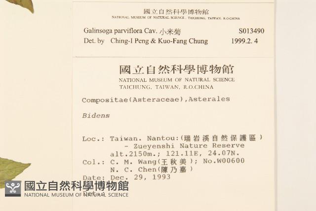 小米菊藏品圖，第2張