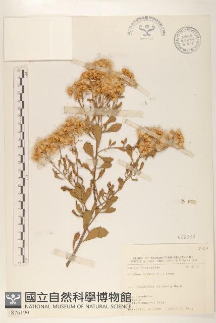 鯽魚膽、闊苞菊藏品圖，第1張