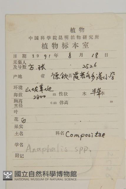 旋葉香青藏品圖，第2張