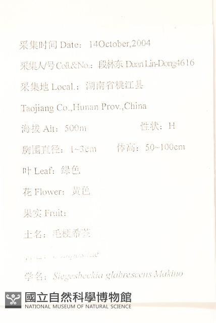 毛梗豨薟藏品圖，第2張