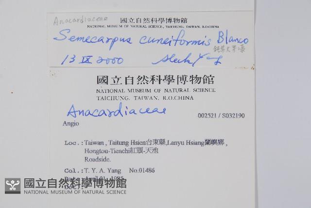 鈍葉大果漆, 小葉大果漆藏品圖，第2張