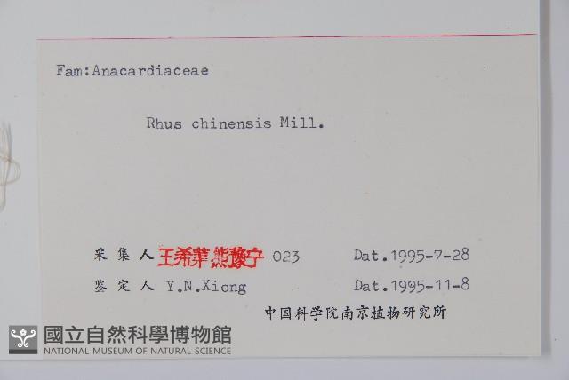 鹽膚木藏品圖，第2張