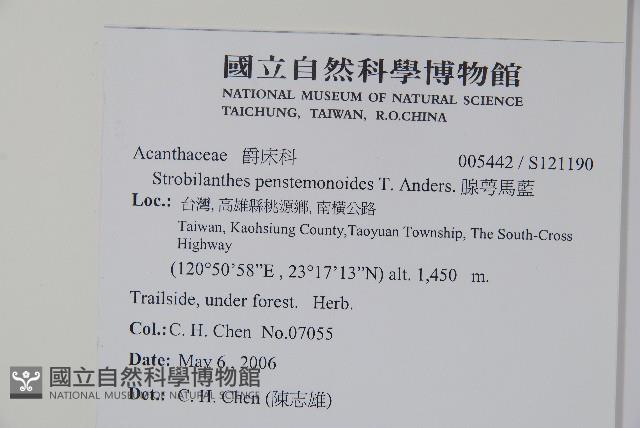 曲莖馬藍藏品圖，第2張