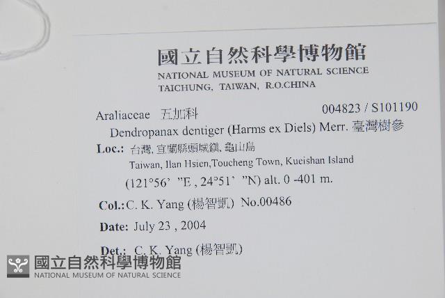 臺灣樹參藏品圖，第2張