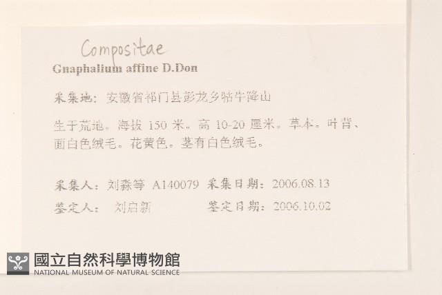 鼠麴草藏品圖，第2張