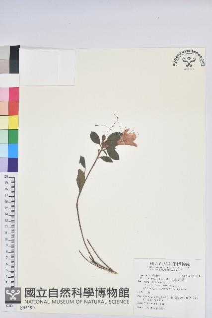 金毛杜鵑藏品圖，第1張