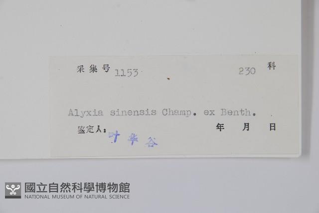 中國念珠藤藏品圖，第2張