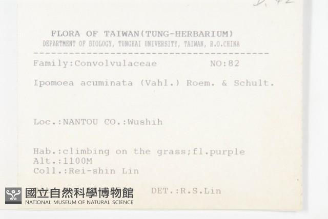 銳葉牽牛藏品圖，第2張