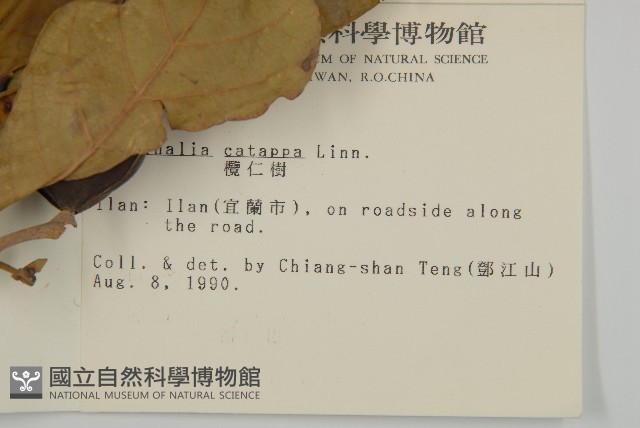 欖仁藏品圖，第2張