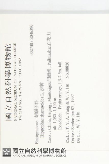 沙棘藏品圖，第2張