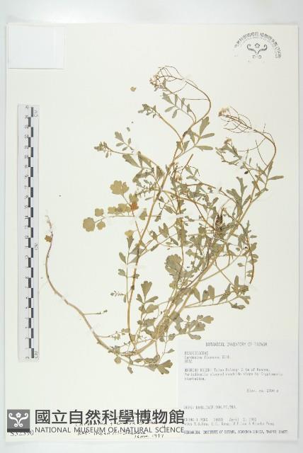 焊菜藏品圖，第1張