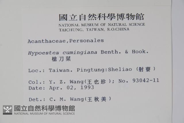 槍刀菜藏品圖，第2張