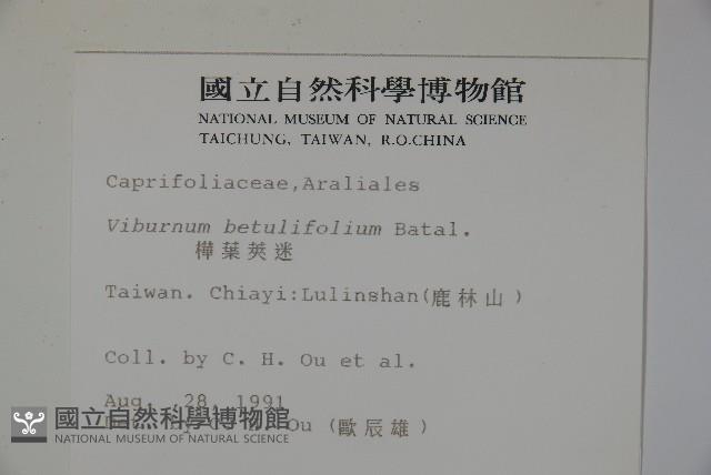 樺葉莢迷、玉山莢迷藏品圖，第2張