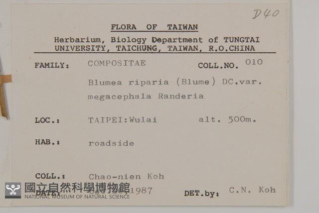 大頭艾納香藏品圖，第2張