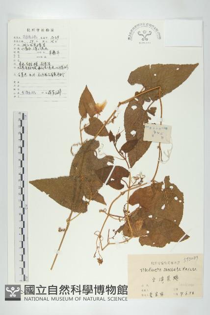 斑花青牛膽藏品圖，第1張