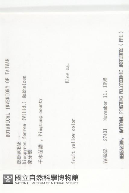 象牙柿藏品圖，第2張