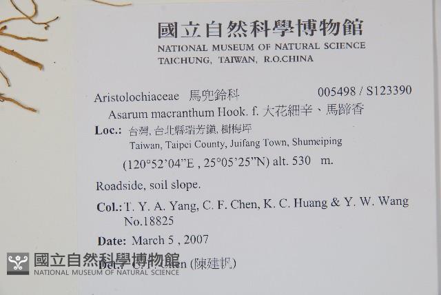 大花細辛、馬蹄香藏品圖，第2張