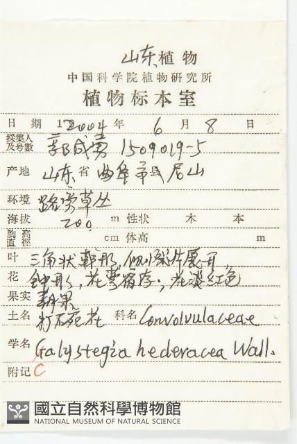 打碗花藏品圖，第2張