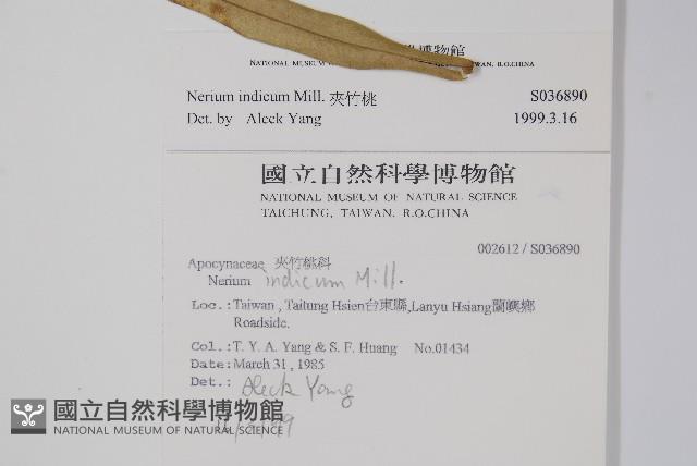 夾竹桃藏品圖，第2張