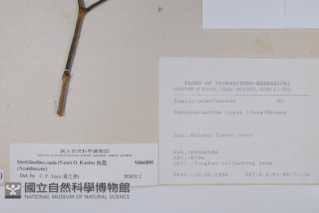 腺萼馬藍藏品圖，第2張