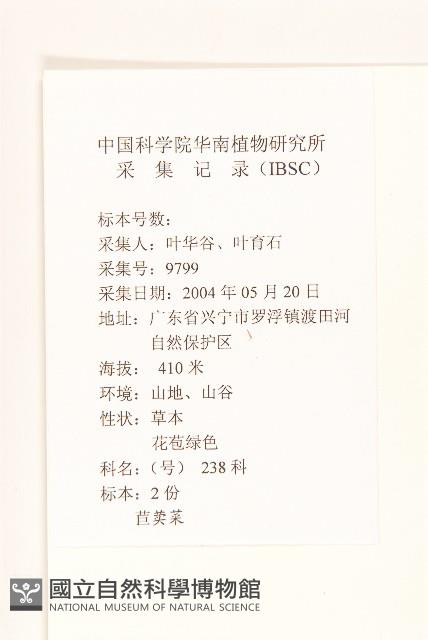 苦苣菜藏品圖，第2張
