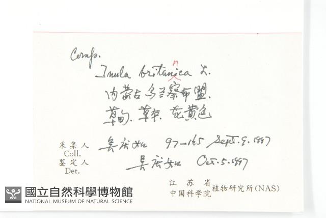 歐亞旋覆花藏品圖，第2張