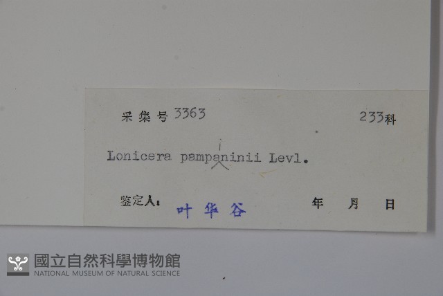 貴州忍冬藏品圖，第2張