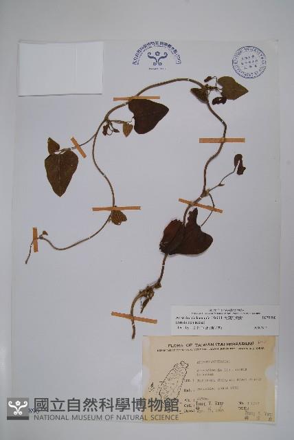 大葉馬兜鈴藏品圖，第1張