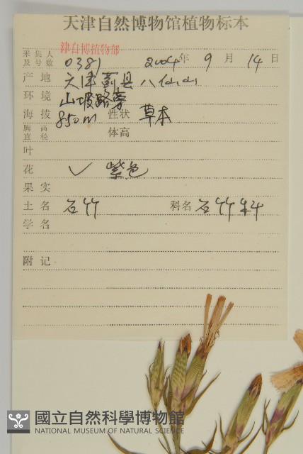 石竹、洛陽花、剪絨花藏品圖，第2張