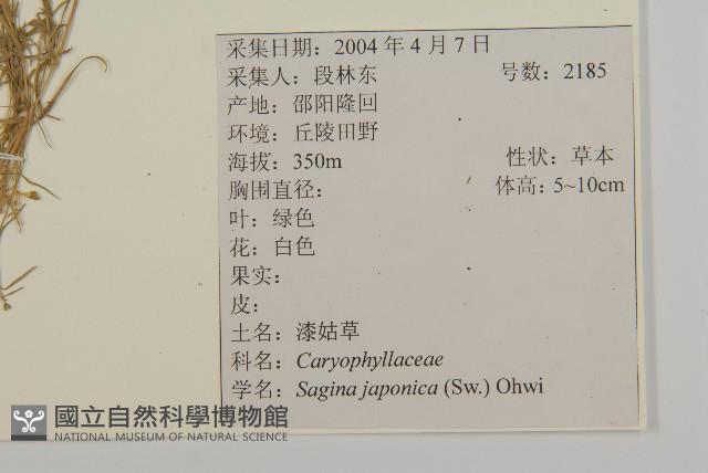 瓜槌草、漆姑草藏品圖，第2張