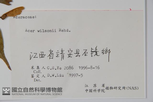 三峽槭藏品圖，第2張