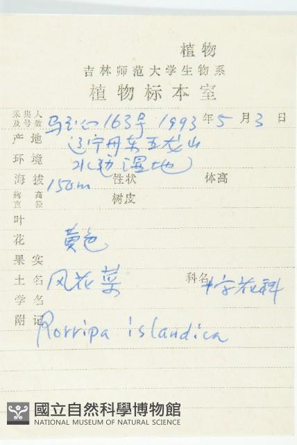 鳳花菜藏品圖，第2張