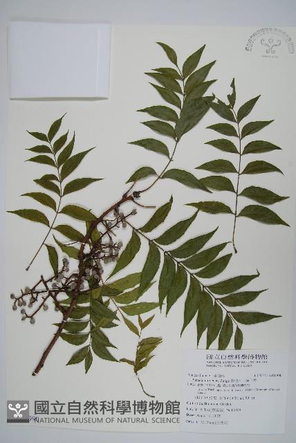 黃連木、爛心木藏品圖，第1張