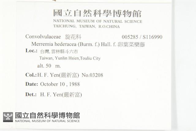 卵葉菜欒藤藏品圖，第2張