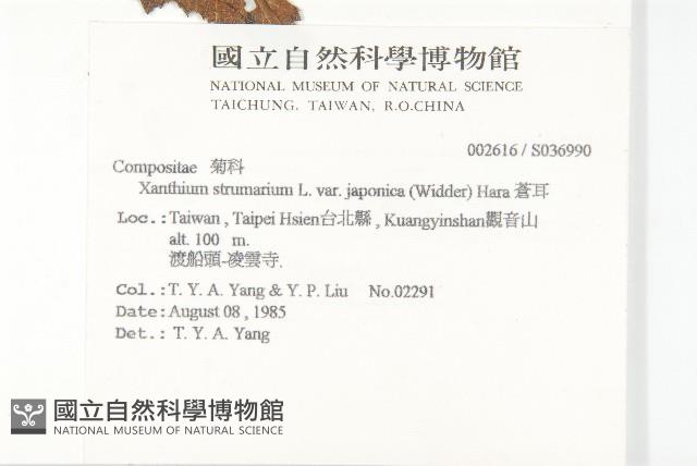 蒼耳藏品圖，第2張