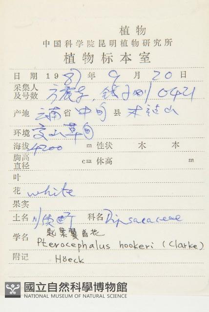 匙葉翼首花藏品圖，第2張