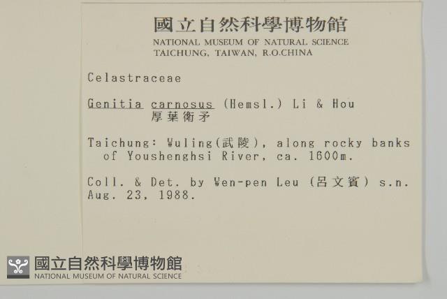 厚葉衛矛藏品圖，第2張