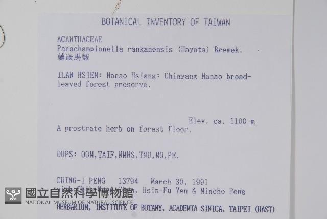 蘭嵌馬藍藏品圖，第2張